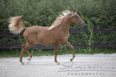 Araber_Muscaya808100.JPG