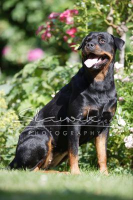 Rottweiler 061.JPG