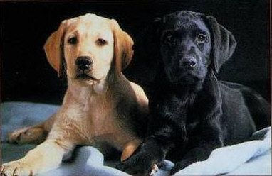 cierne_a_lt _steniatko_labradora.jpg