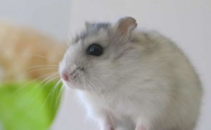 Obrázok