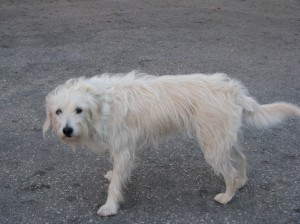 Obrázok