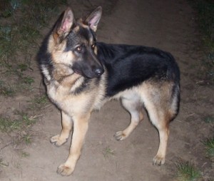 Obrázok