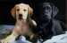 cierne_a_lt _steniatko_labradora.jpg