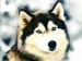 husky146li.jpg